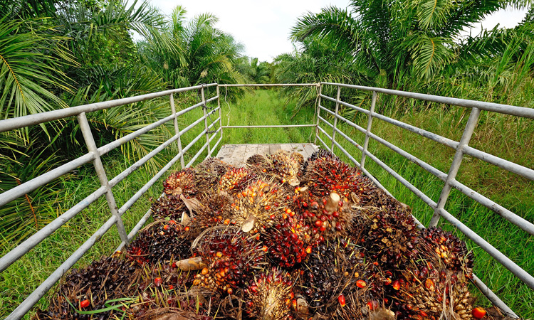 RSPO delivers new standard for smallholders in sustainable palm oil