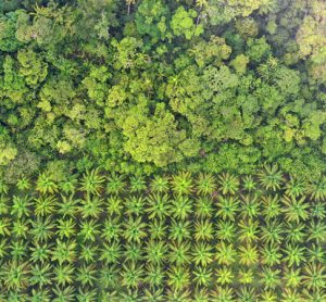 Could pasture land be a sustainable alternative to palm oil plantations?
