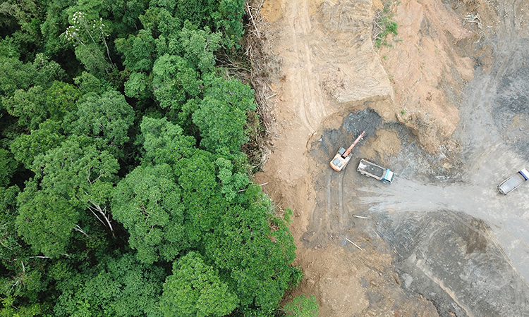 Palm oil rainforest clearance