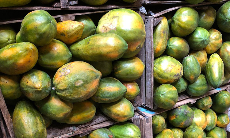 A lot of the papaya harvest goes to waste