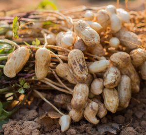 Researchers use Raman spectroscopy to speed up peanut breeding