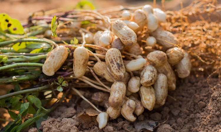Researchers use Raman spectroscopy to speed up peanut breeding
