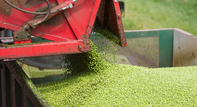 Peas being harvested