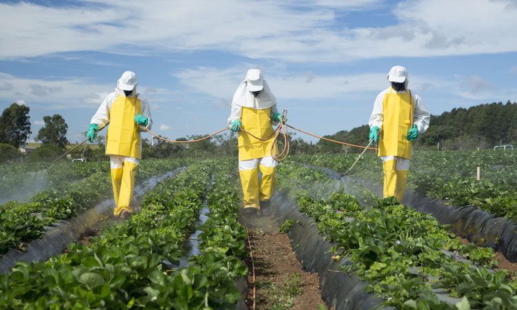 farmers spraying pesticide