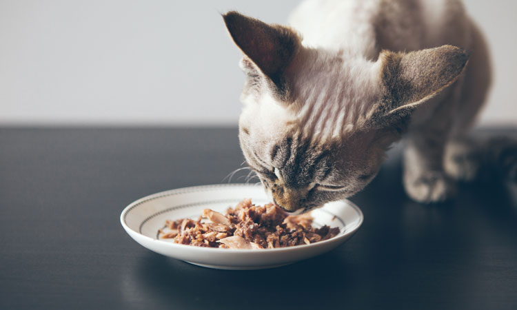 pet cat eating meat