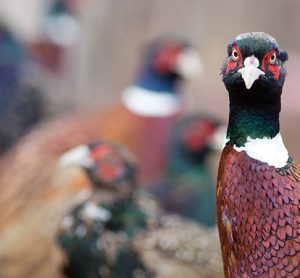 phesanats have been infected with bird flu in Wales