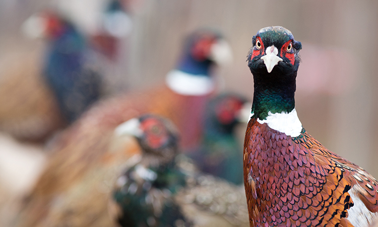 phesanats have been infected with bird flu in Wales