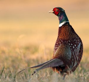 FSA launches consultation on revised wild game guidance  