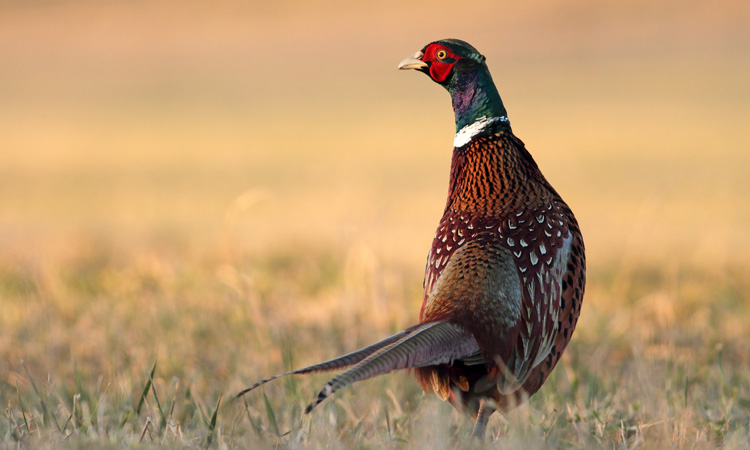 FSA launches consultation on revised wild game guidance