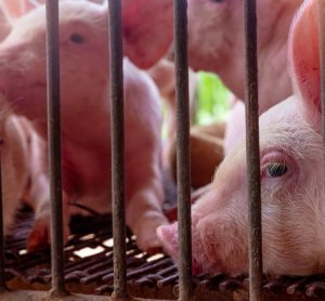 EFSA confirms nine European countries still affected by African swine fever