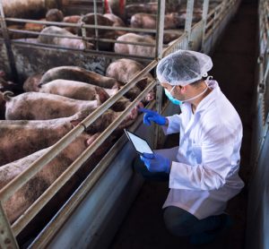 Scientists call for better research into the use of antibiotic in animals