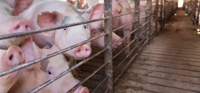 Supermarkets suspend supplies from Cranswick pig farm following animal cruelty investigation