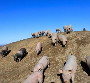 consumers presented with cartoon pigs were more likely to agree with gene editing in livestock