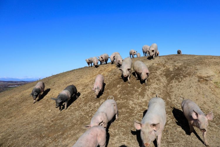 les consommateurs présentés avec des porcs de dessin animé étaient plus susceptibles d’être d’accord avec l’édition de gènes chez le bétail