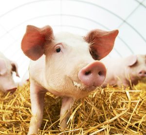 Pig farming has reduced its carbon footprint