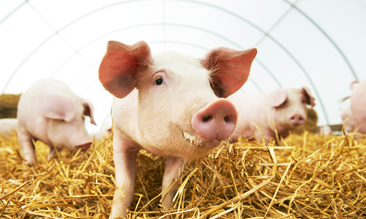 Pig farming has reduced its carbon footprint