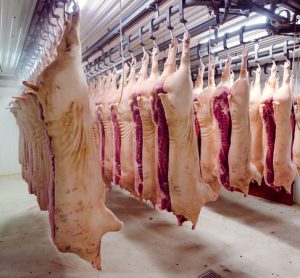 Swine carcasses hanging for USDA inspection
