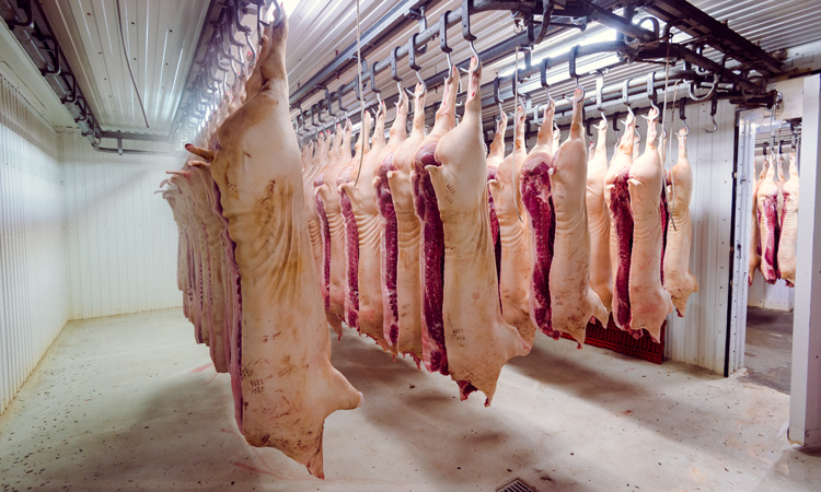 Swine carcasses hanging for USDA inspection