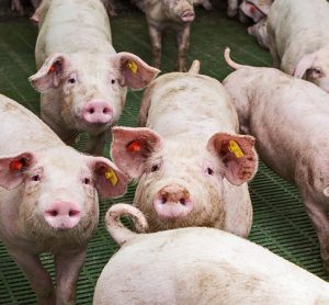 “Outdated” UK pig ammonia emissions factors to be revised