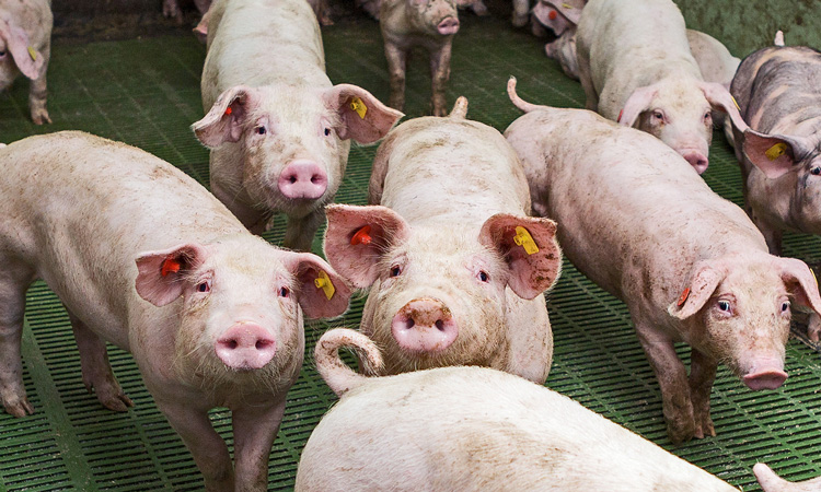 “Outdated” UK pig ammonia emissions factors to be revised