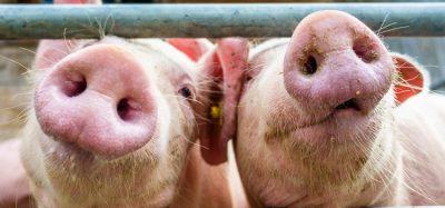 pigs
