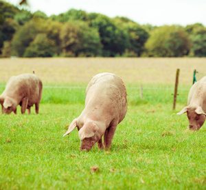 the FDA has approved GalSAfe pigs for human consumption