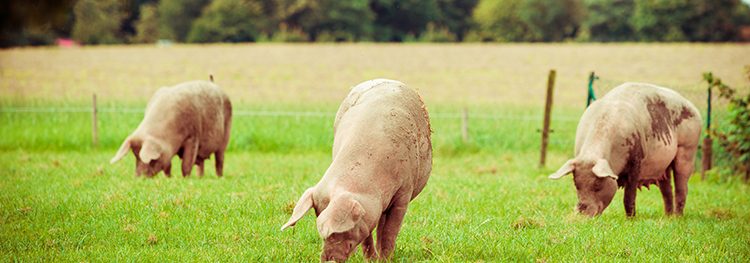 the FDA has approved GalSAfe pigs for human consumption