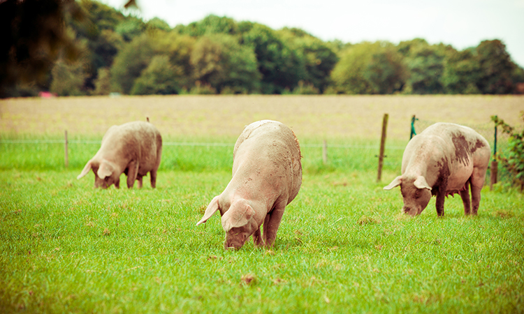 the FDA has approved GalSAfe pigs for human consumption
