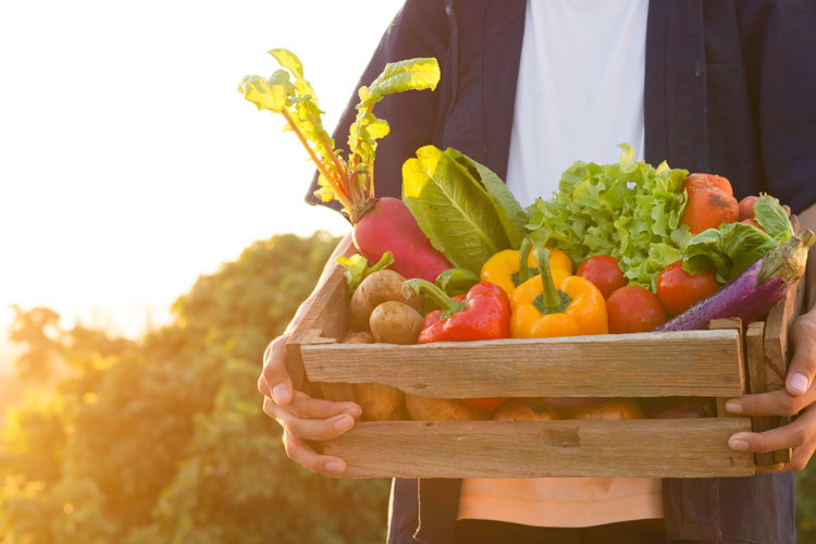 rapport sur les systèmes alimentaires