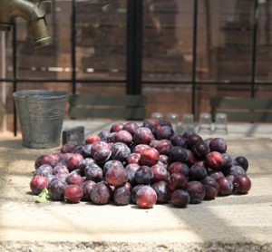 South African stone fruit industry combats prolonged drought