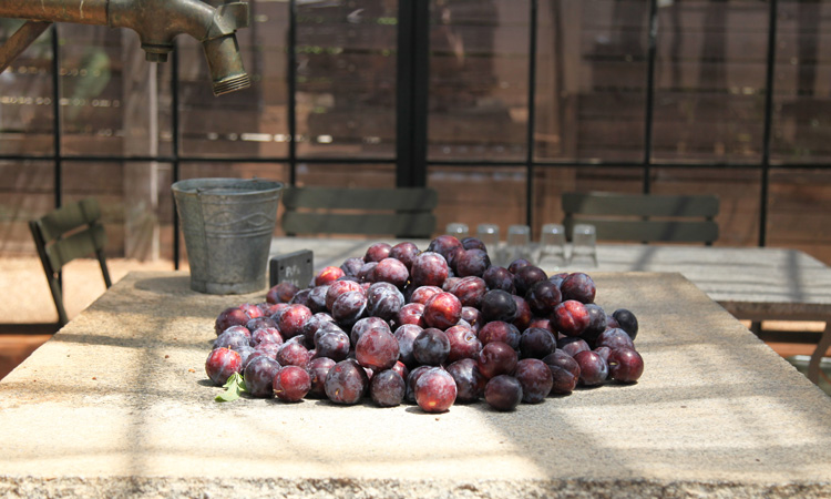 South African stone fruit industry combats prolonged drought