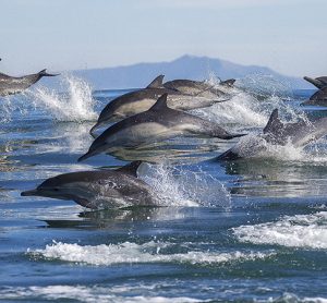 pod of dolphins