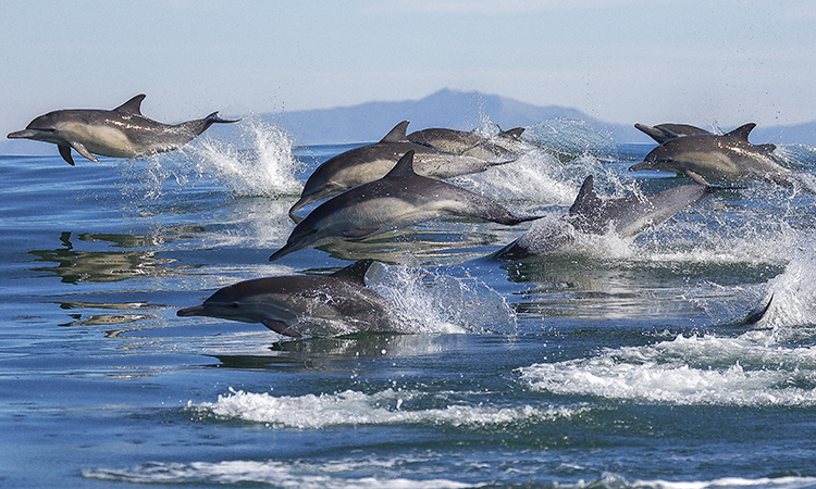 pod of dolphins