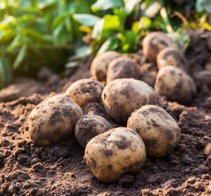 EFSA assesses health risk of natural compound found in potatoes