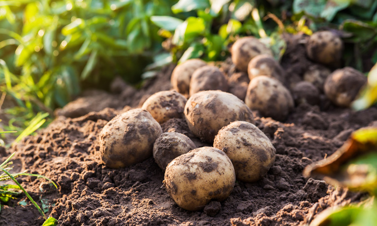 EFSA assesses health risk of natural compound found in potatoes