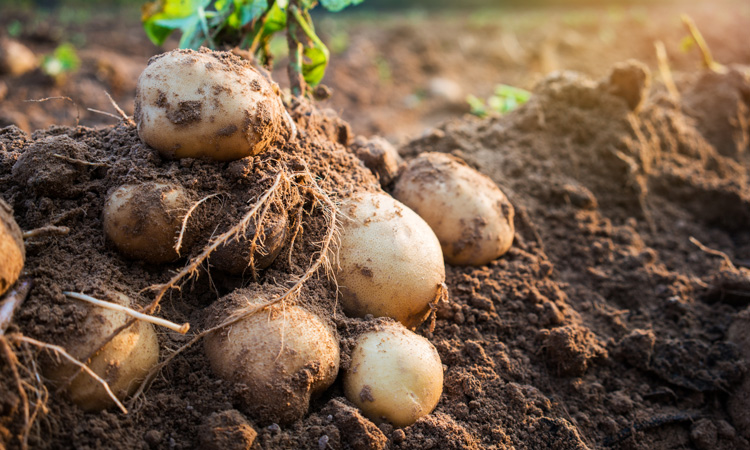 New study could lead to major breakthrough in crop production