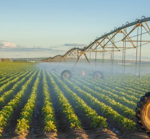 Tool developed to rapidly detect potato blackleg disease