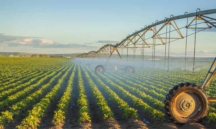 Tool developed to rapidly detect potato blackleg disease