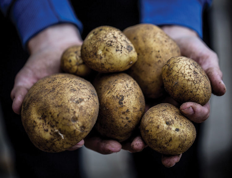 potatoes make crisps