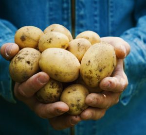 North America's potato shrinkflation