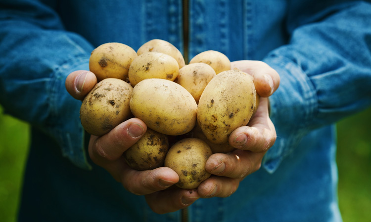 North America's potato shrinkflation