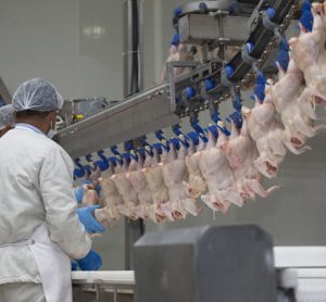 Current poultry safety guidelines do not stop Salmonella outbreaks, finds USDA study