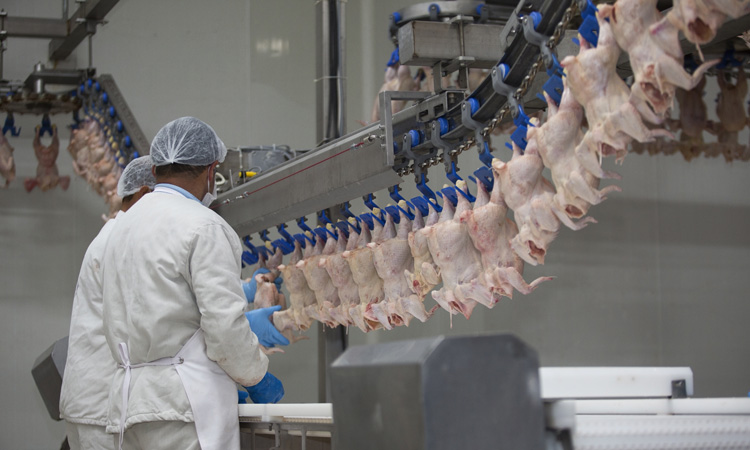 Current poultry guidelines do not stop Salmonella, finds USDA study