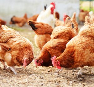 poultry-antibiotics-ban-mcdonalds