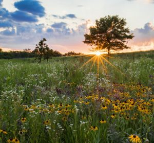 prairie