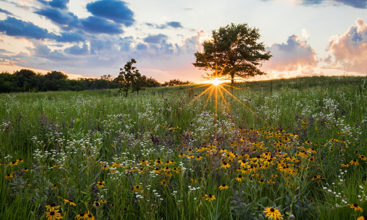 prairie