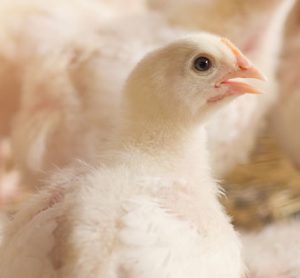 antibiotics in poultry