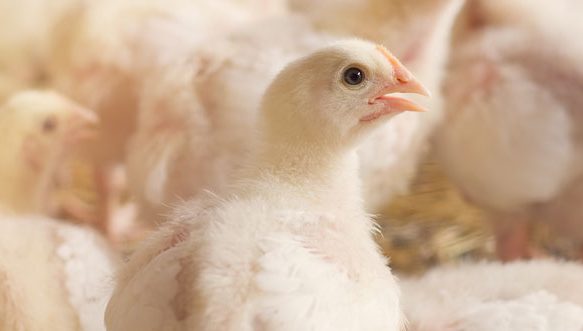 antibiotics in poultry