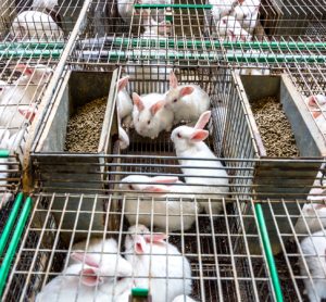 EFSA identifies welfare issues with EU farmed rabbits