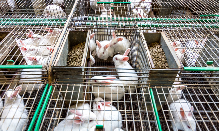 EFSA identifies welfare issues with EU farmed rabbits